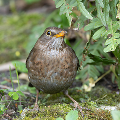 Image showing female common blackbird hiding in the bushes