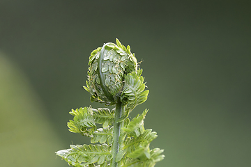 Image showing fern before expanding into full leaf