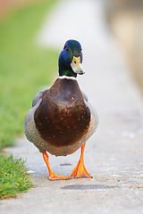 Image showing funny mallard drake walking