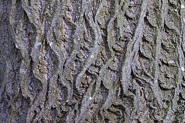 Image showing interesting natural pattern on linden bark