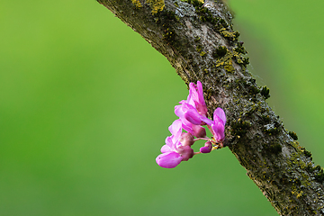 Image showing japanese cherry flower from tree trunk