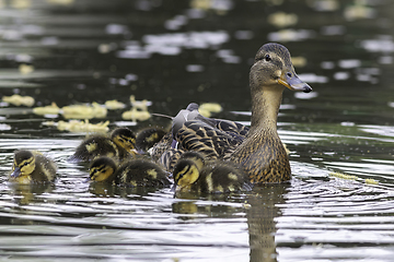 Image showing mallard hen with newborns on duck pond