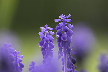 Image showing azure grape hyacinth focus stack