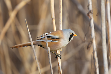 Image showing bearded reedling in natural habitat