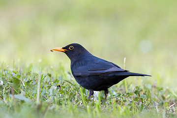 Image showing beautiful male blackbird on green lawn