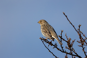 Image showing corn bunting up in a tree