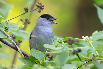 Image showing eurasian blackcap singing in mating season