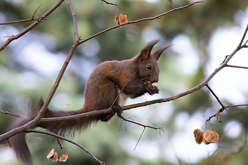 Image showing eurasian red squirrel up in the tree