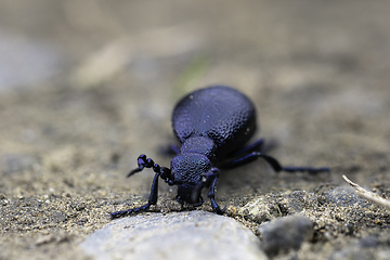 Image showing european oil beetle closeup