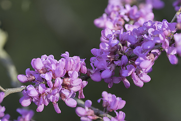 Image showing japanese cherry in full bloom