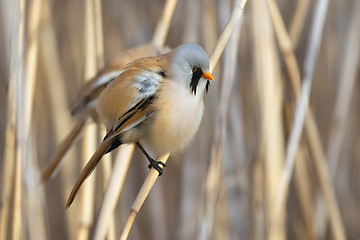 Image showing male bearded reedling