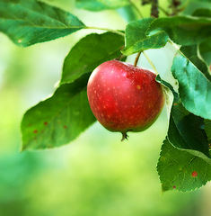 Image showing Red apple, orchard and farm for agriculture, summer season and garden for countryside tree and plant. Fruit, nature and leaf in outdoor, environment and nutrition for healthy diet in organic harvest