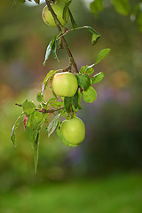 Image showing Green apples, orchard and farm for agriculture, summer season and garden for countryside, tree and plant. Fruit, nature and leaf in outdoor, environment and nutrition in healthy organic harvest