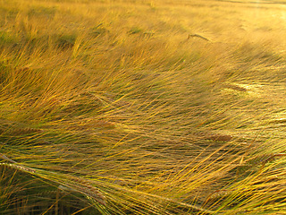 Image showing Wheat, field and farm with plant in wind with leaves or growth of grain for production of agriculture. Sustainable, farming and crop of organic food, grass and outdoor in summer, nature or pasture