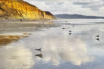 Image showing Nature, coast and birds on beach by ocean for tropical holiday, vacation and travel destination. Nature, island and seagulls by seashore, waves and water in Torrey Pines Beach, San Diego, California