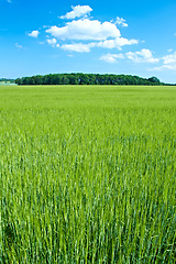 Image showing Sky, grass mockup and field with landscape of agro farming and outdoor plant growth in summer. Background, botanical or space for environment, lawn or natural pasture for crops and ecology in nature