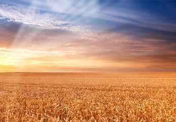 Image showing Landscape, agriculture and environment with wheat field, sky and nature for travel in countryside. Plant, grain and crops with horizon for natural background, sun and farming land for sustainability