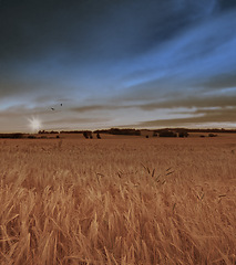 Image showing Field, grass and wheat growing for farming, agriculture and sustainability in countryside or environment in winter. Empty land with clouds in sky and plants for rice or cereal production in nature