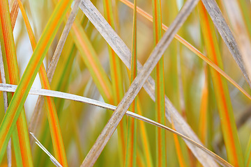 Image showing Leaves, plant and closeup in nature environment or summer foliage for organic sustainability, countryside or greenery. Leaf, outdoor and woods ecology in Mexico or explore vegetation, park or scenery