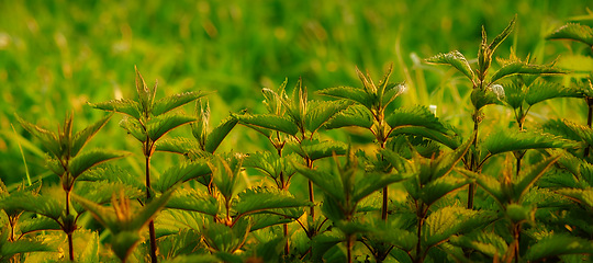 Image showing Greenery, closeup and nature environment in forest ecosystem with garden park or vegetation, growth or field. Plants, woods and foliage or wild outdoors in tropical paradise, exploring or sunshine