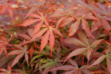 Image showing Leaves, plants and autumn nature in forest for fall weather in garden countryside, foliage or vegetation. Woods, environmental and outdoor flora or growth in England park or closeup, spring or season