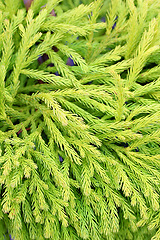 Image showing Japanese, cedar and plant leaf in nature environment or outdoor ecosystem for green leaves, closeup or growth. Forest, bush and branches in woods or rural foliage in garden, outside or countryside