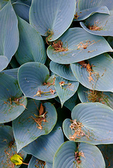 Image showing Blue, hostas and plant in nature environment or outdoor in rainforest or tropical ecosystem, foliage or greenery. Sustainability, woods and summer growth or paradise ecology, field explore or leaf