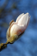 Image showing Bud, nature and sky with flower, Japan and spring with nature and environment with sunshine and growth. Plants, closeup and earth day with leaf or sustainability with summer and floral with fresh air