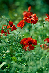 Image showing Nature, spring and poppies in calm field with natural landscape, morning blossom and floral zen. Growth, peace and red flower bush with green backyard garden, countryside and sustainable environment.