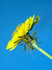 Image showing Flower, dandelion and blue sky in nature in the countryside, environment and garden in summer. Leaves, plant and natural stem outdoor for growth, ecology and floral bloom on a background at park