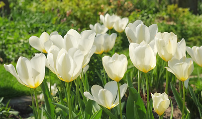 Image showing Nature, spring and flowers in field with natural landscape, morning blossom and floral zen. Growth, peace and yellow tulip bush with green backyard garden, countryside and sustainable environment.