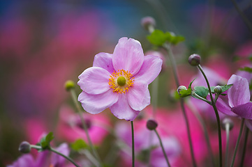 Image showing Nature, spring and flowers in calm field with natural landscape, morning blossom and floral zen. Growth, peace and pink bush in green backyard garden, Japanese countryside or sustainable environment.