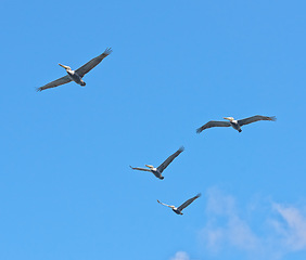 Image showing Flight, freedom and group of birds on blue sky together, animals migration and travel in air. Nature, wings and flock flying in formation with calm clouds, tropical summer and wildlife with feathers