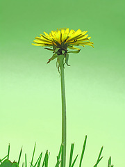 Image showing Flower, dandelion and green grass in nature in the countryside, environment and garden in summer. Leaves, plant and stem outdoor for growth, ecology and floral bloom on a background mockup with lawn