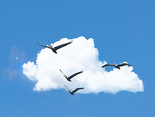 Image showing Flight, cloud and group of birds on blue sky together, animals migration and travel in air. Nature, wings and flock flying in formation with calm freedom, tropical summer and wildlife with feathers