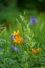 Image showing Nature, spring and orange lily in field with natural landscape, morning blossom and floral zen. Growth, peace and flower bush with green backyard garden, calm countryside and sustainable environment