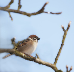 Image showing Eurasian tree sparrow, nature and sky with bird, balance and feather for rest with ornithology. Garden, autumn and season with closeup, wildlife and ecosystem outdoor on branch in environment