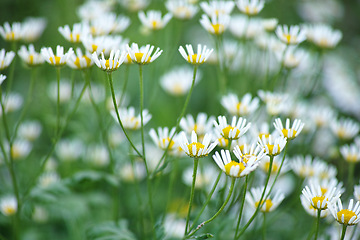 Image showing Nature, spring and calm daisy field with natural landscape, morning blossom and floral bloom. Growth, peace and wild flower bush with green backyard garden, countryside and sustainable environment.