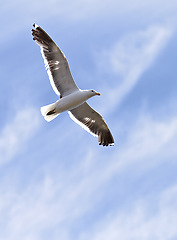 Image showing Flight, freedom and bird in sky with clouds, animals in migration and travel in air. Nature, wings and seagull flying with calm, tropical summer and wildlife with feathers, hunting and journey