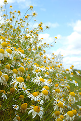 Image showing Nature, blue sky and spring daisies in field with natural landscape, morning blossom and floral bush. Growth, clouds and flowers in green backyard garden, calm countryside and sustainable environment