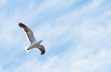 Image showing Flight, freedom and bird in sky on mockup space, animals in migration and travel in air. Nature, wings and seagull flying in calm clouds, tropical summer and wildlife with feathers on hunting journey