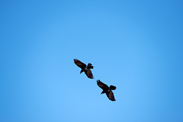 Image showing Flight, freedom and crows on blue sky together, animals in migration and travel in air. Nature, wings and flock of birds flying in formation with journey, tropical summer and wildlife with feathers