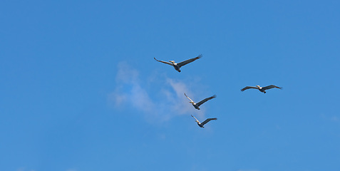 Image showing Formation, freedom and group of birds on blue sky together, animals in migration flight and travel in air. Nature, wings and flock flying with calm clouds, tropical summer and wildlife with feathers