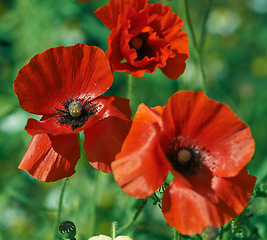 Image showing Countryside, spring and poppies in field with petals in natural landscape, morning blossom and floral bush. Growth, peace and red flower with green backyard garden, nature and sustainable environment