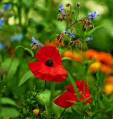 Image showing Nature, spring and poppies in field with plants in natural landscape, morning blossom and floral bush. Growth, peace and red flower with green backyard garden, countryside and sustainable environment