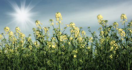 Image showing Nature, sunshine and flowers in calm field with natural landscape, morning blossom and floral zen. Growth, agriculture and rapeseed in green garden, countryside or sustainable environment for farming