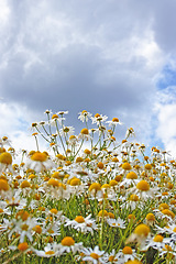 Image showing Nature, cloudy sky and daisy field in spring with natural landscape, morning blossom and floral bush. Growth, peace and flowers in green backyard garden, calm countryside and sustainable environment.