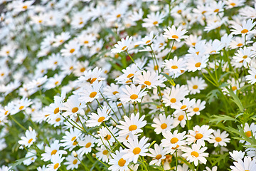 Image showing Flowers, daisies and field in nature in the countryside, environment and park in summer. Leaves, white plant and meadow at garden outdoor for growth, ecology and natural floral bloom with closeup