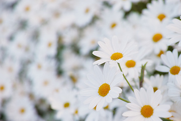 Image showing Flowers, daisies and field in garden closeup, environment and park in summer. Leaves, chamomile plant and meadow in nature outdoor for growth, ecology and natural floral bloom in the countryside