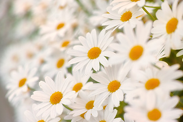 Image showing Flowers, chamomile and field in garden, environment and park in summer. Leaves, daisies and plants at meadow in nature outdoor for growth, ecology and floral bloom in the countryside with closeup